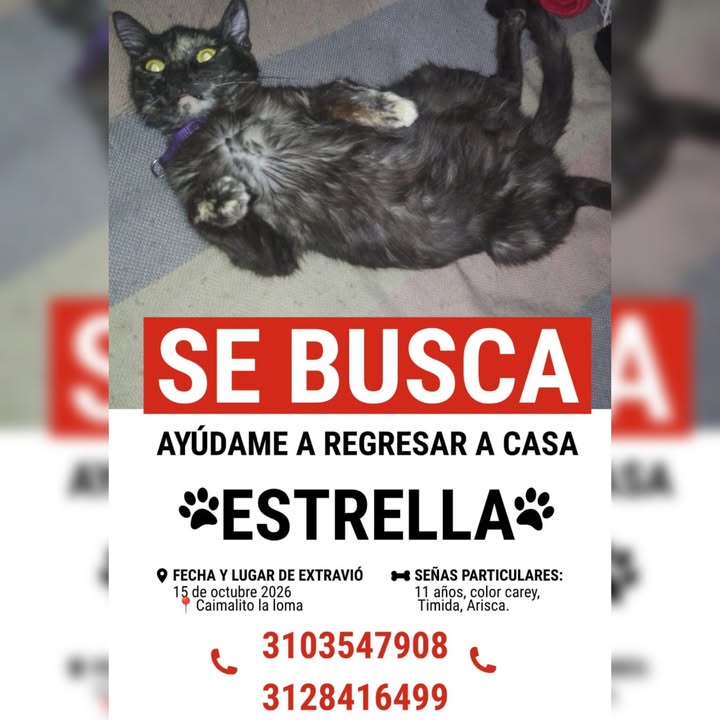 Perra de color atigrado y negro, se busca en Risaralda 