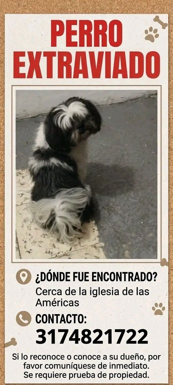 Perro perdido en Tuluá 