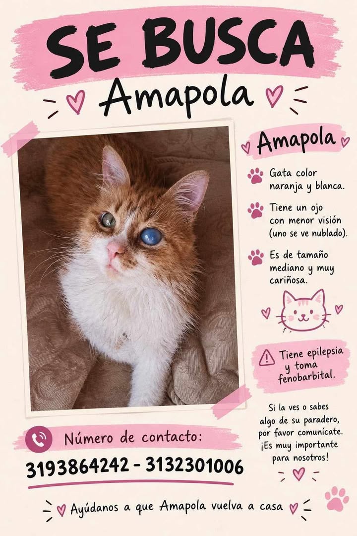 Busca Amapola Gatita Perdida Bogotá 