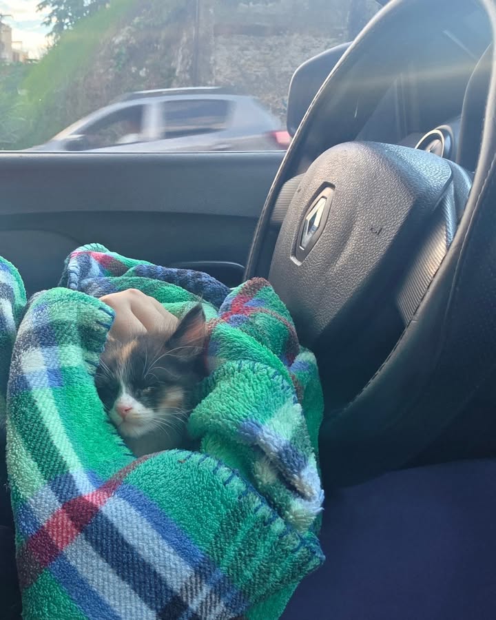 Gata Roma adoptada en Armenia 