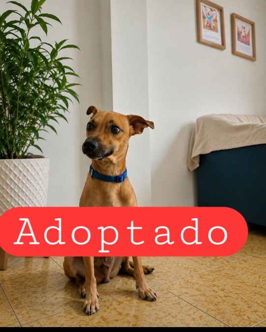 Milo: Perro tierno y hermoso en adopción 