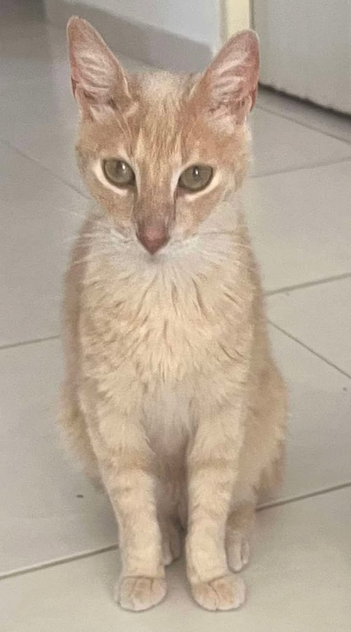 Gatico en adopción en Pereira, Risaralda 