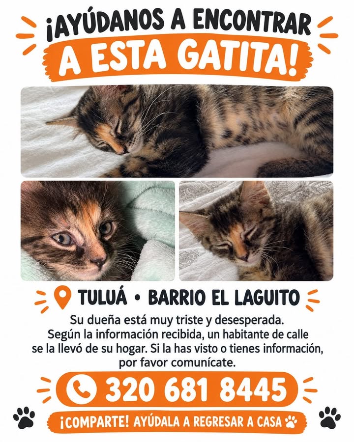 Gatita perdida en Tuluá, Barrio El Laguito 