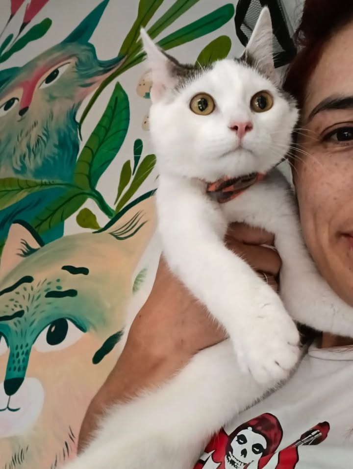 Dino, gato adoptado sin cola en Bogotá 