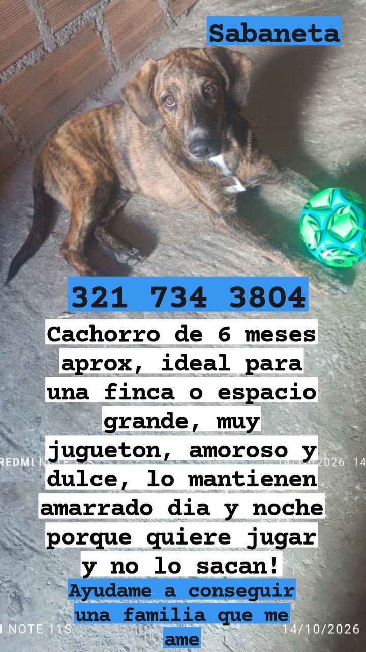 Cachorro busca hogar en Medellin 