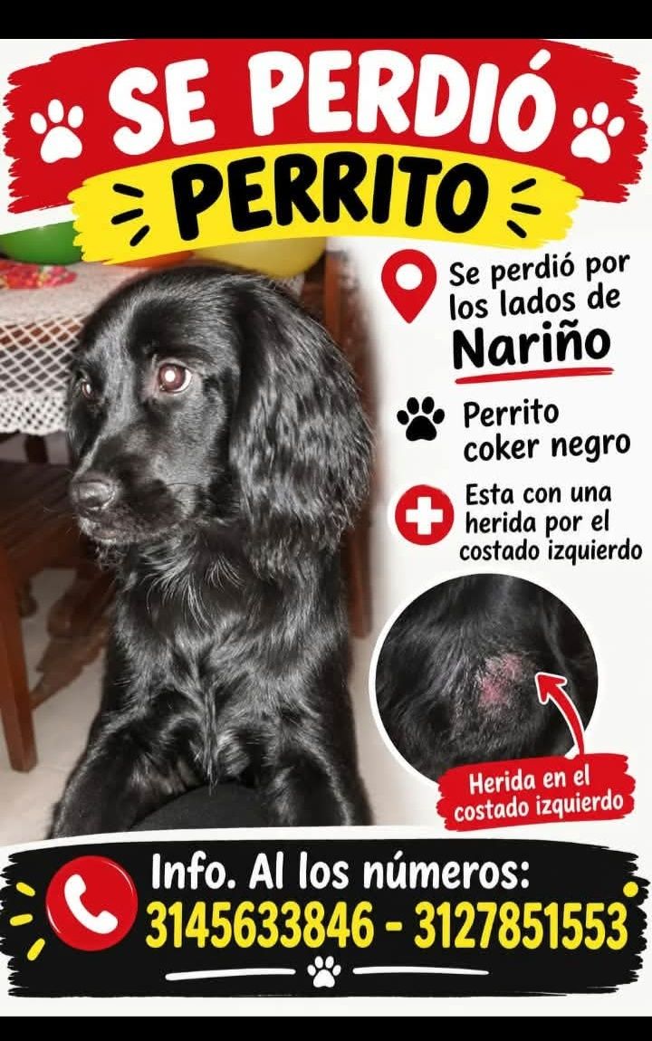 Se Perdió Perrito Coker Negro en Tuluá 