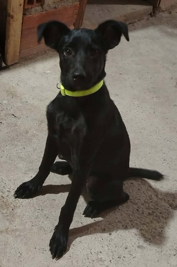 Adopción de perra en Pereira 