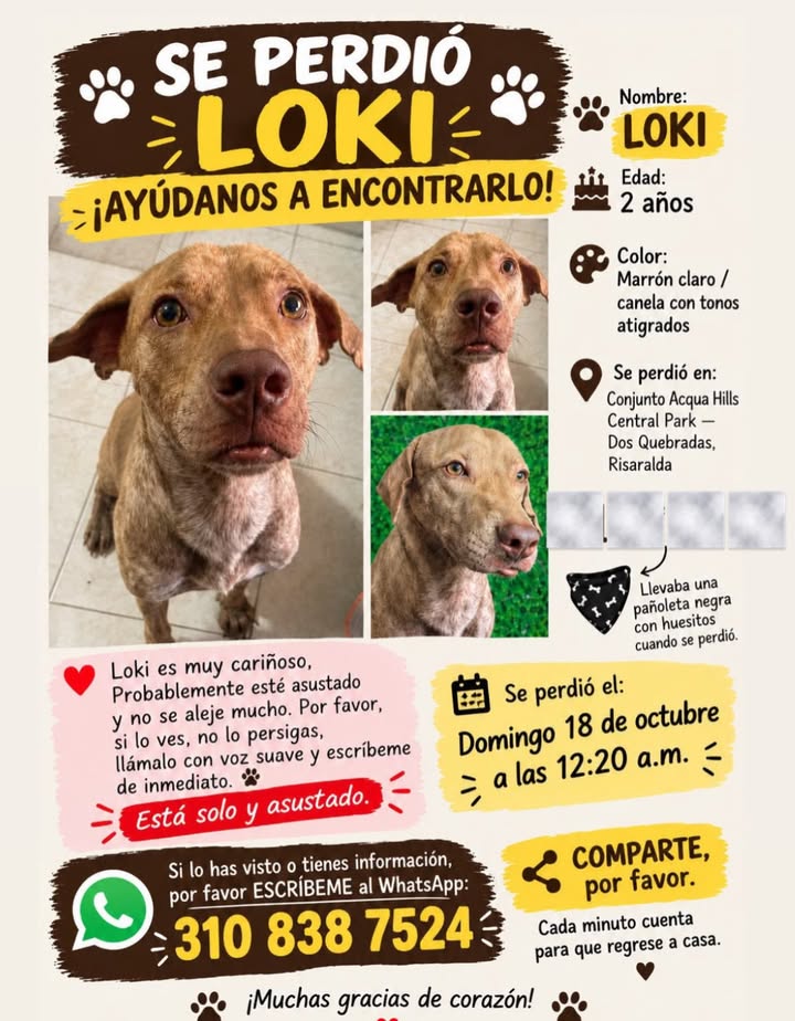 Perro perdido Loki en Pereira 