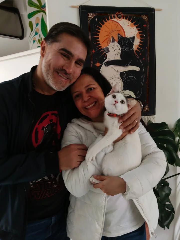 Dino, gato adoptado sin cola en Bogotá 