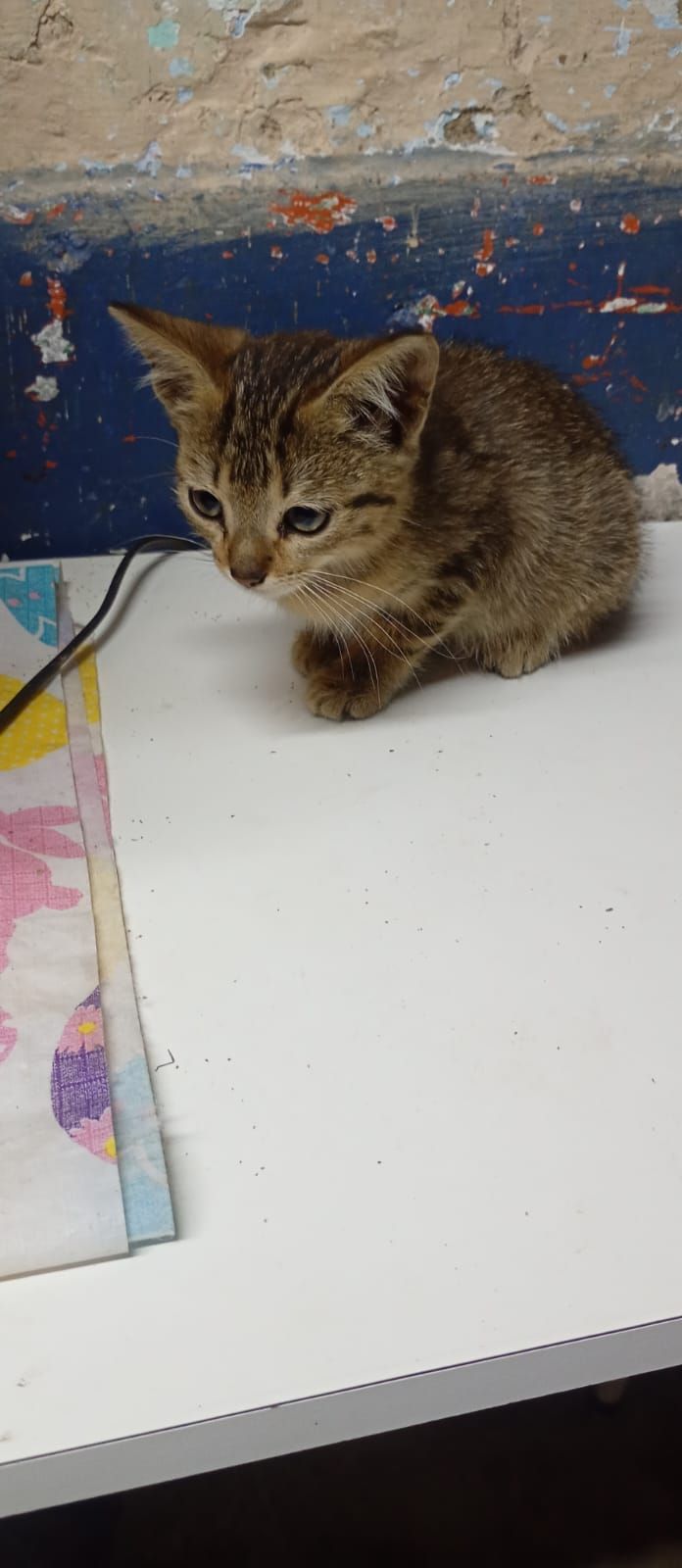Gatito perdido en Neira, Caldas 