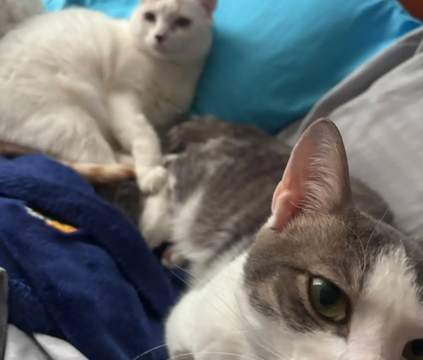 Otto José - Gato adoptado en Bogotá 