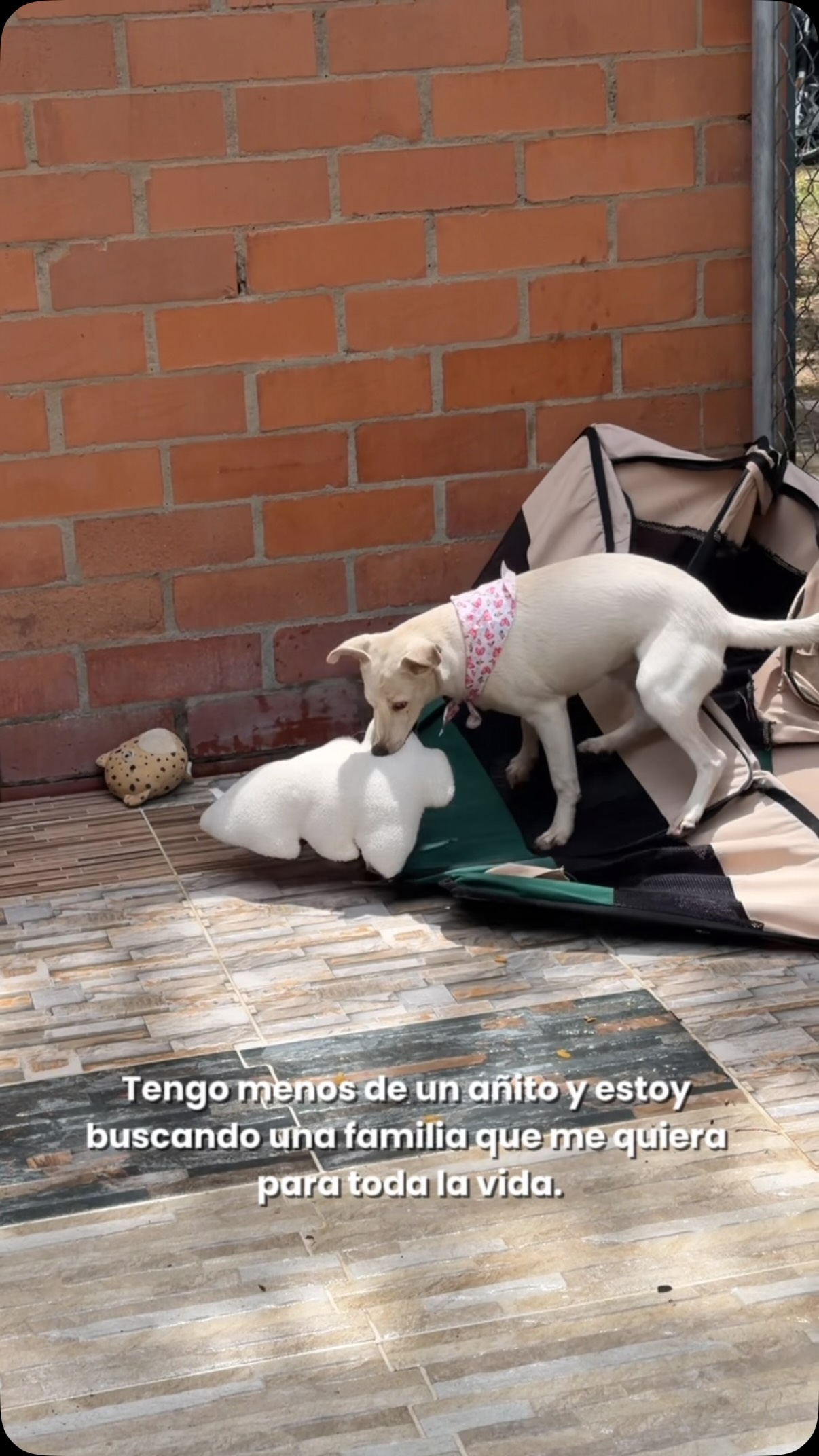 Cachorrita Jamaica busca hogar en Cartago, Valle 
