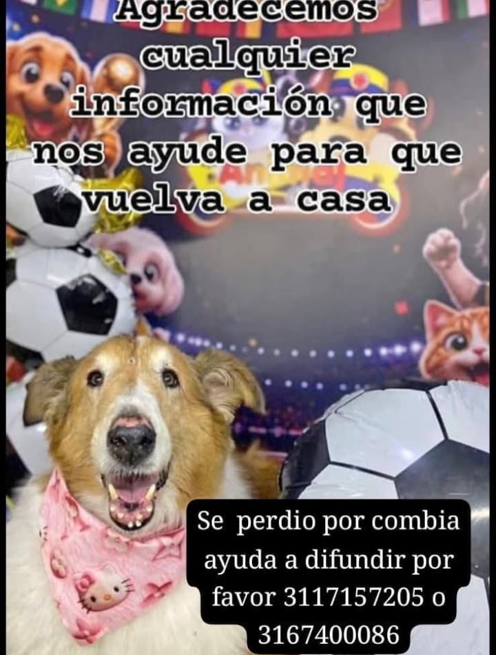 Perro Collie perdido en Pereira, Risaralda 
