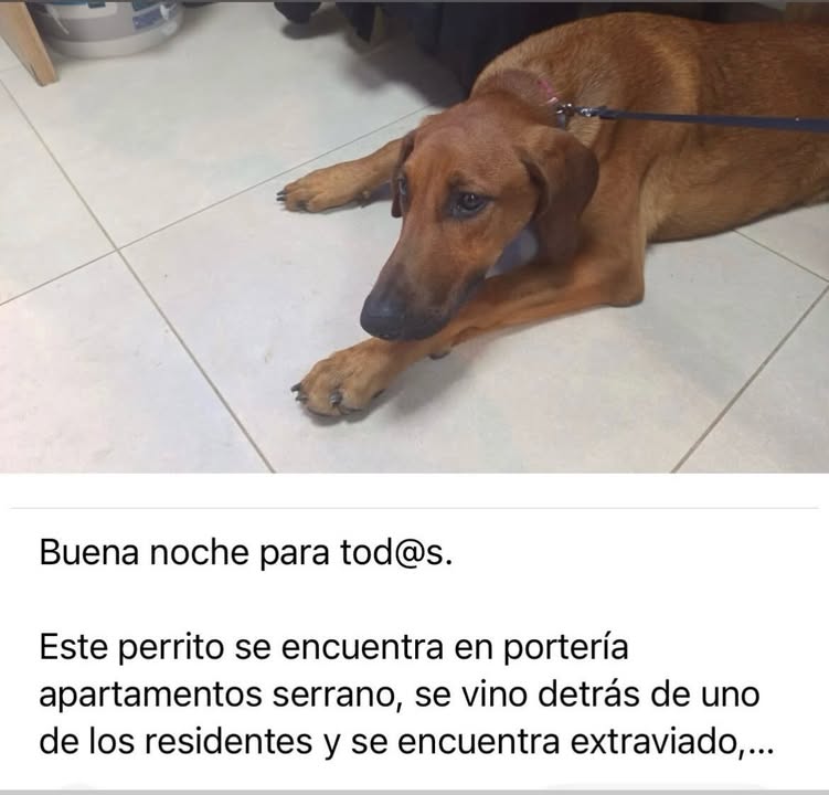 Perro encontrado en Pereira, Risaralda 