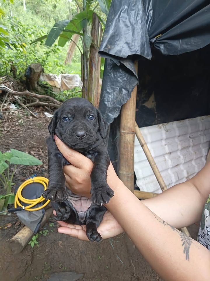 Adopción cachorros y apadrinamiento esterilización perrita en Amagá, Antioquia 