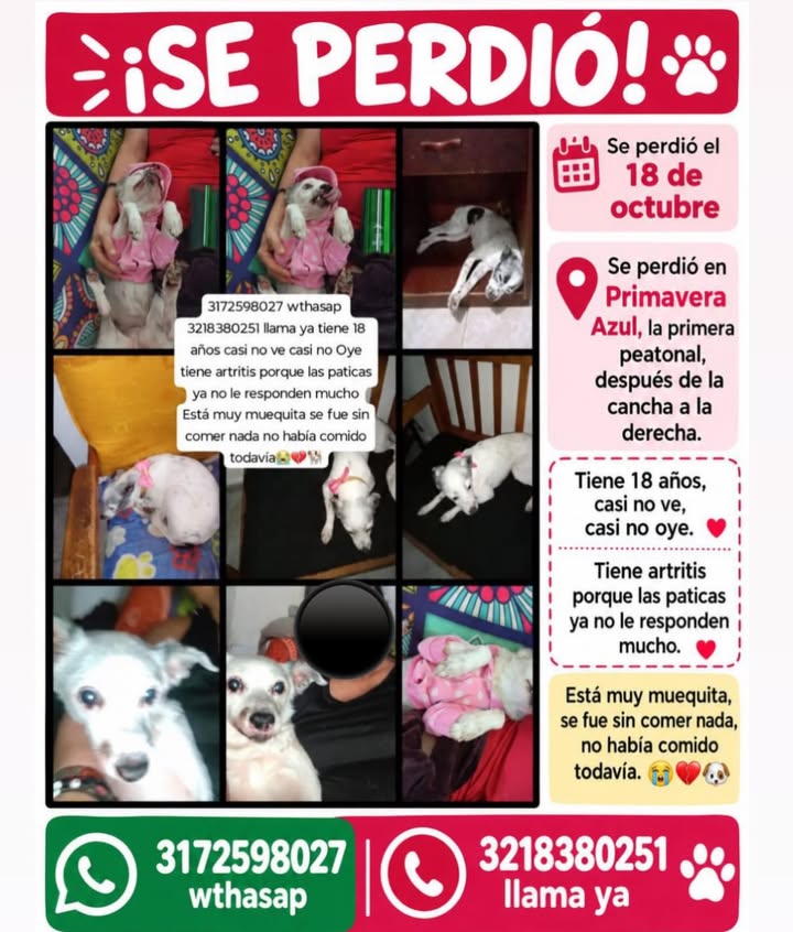 Perra perdida en Pereira, Risaralda 