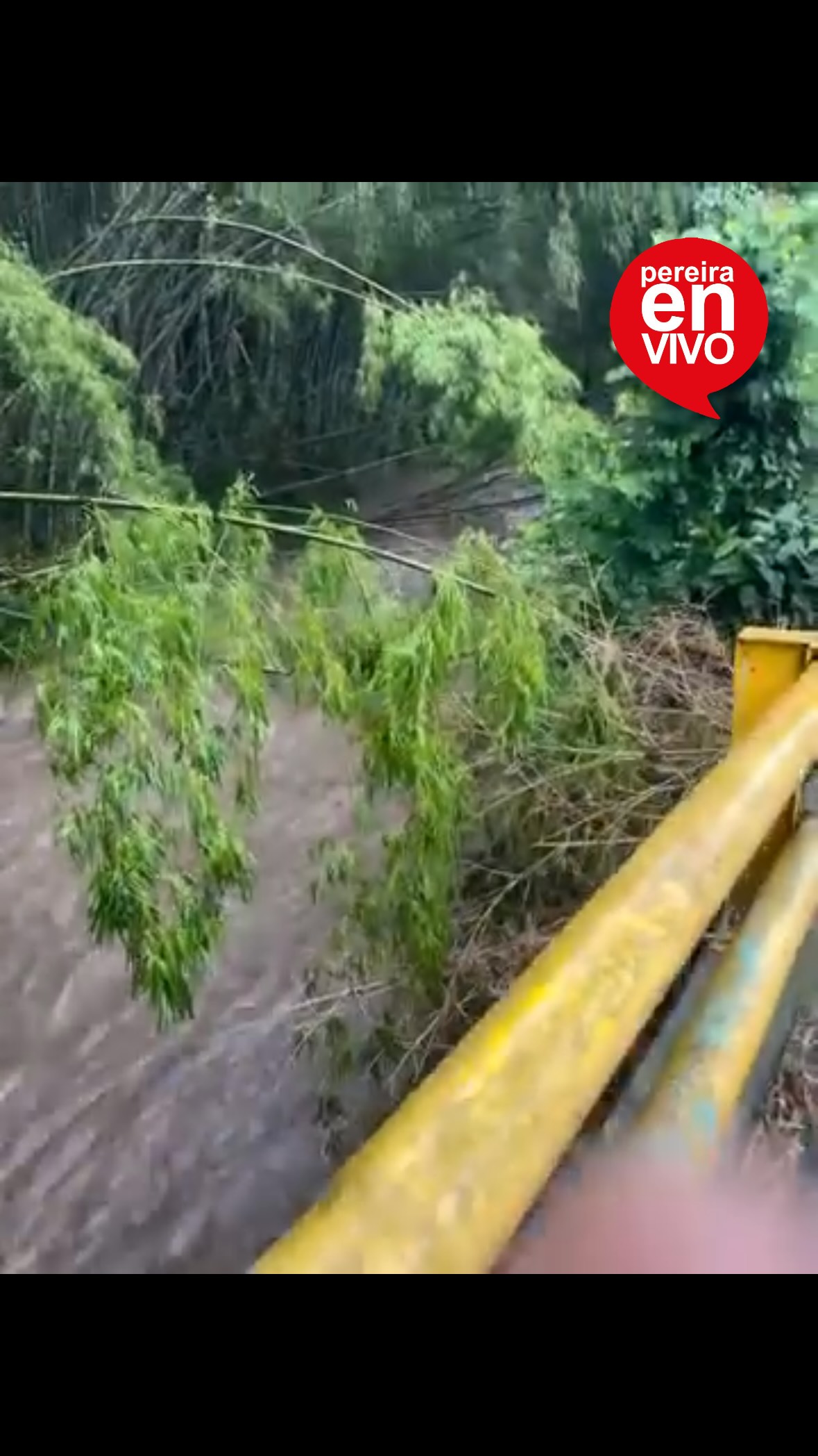 Perro perdido en Pereira, Risaralda 