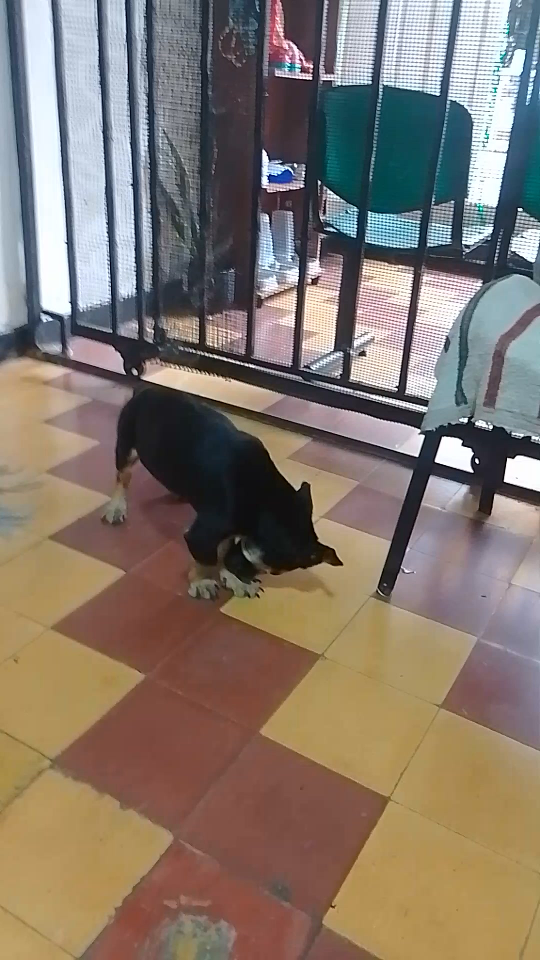 Perro pequeño en adopción en Amagá, Antioquia 