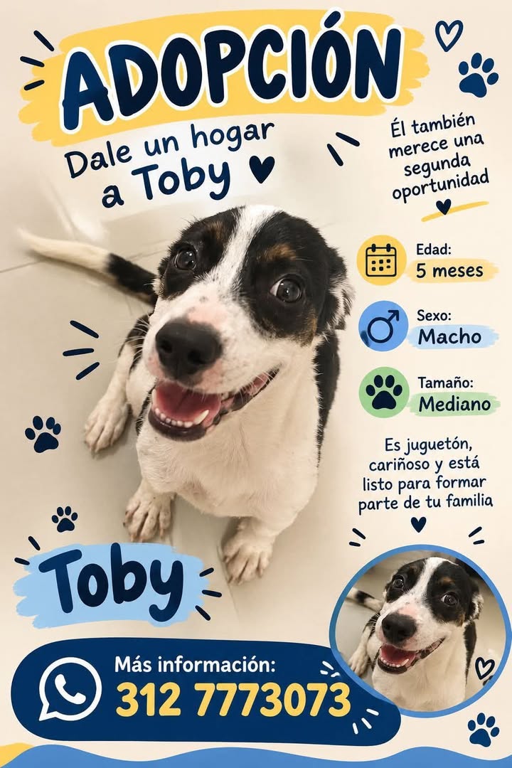 Adopta a Toby: perro mediano en adopción en Tuluá 