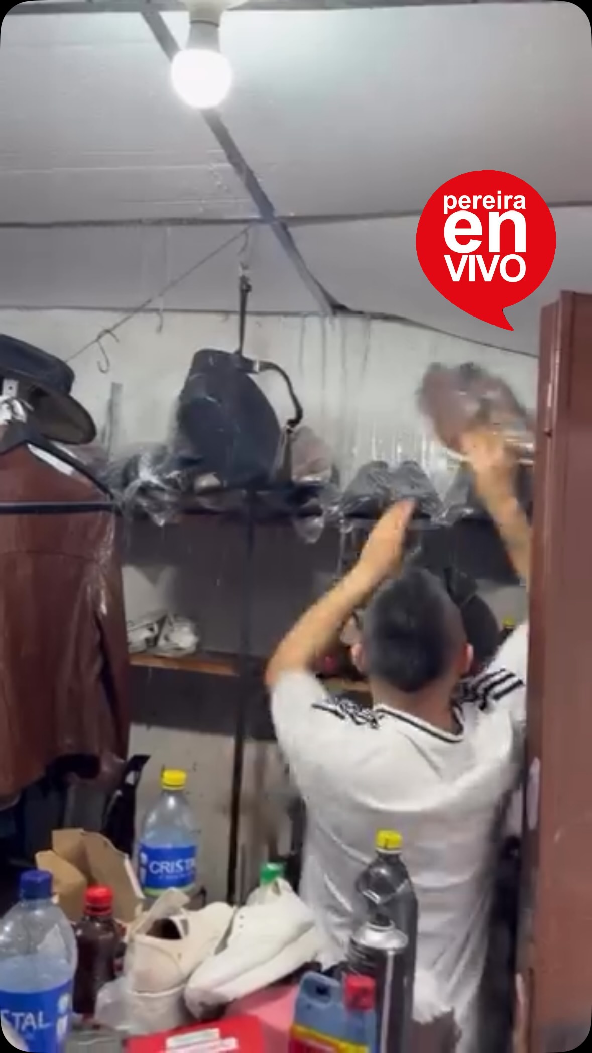 Mascota perdida en Pereira, Risaralda 