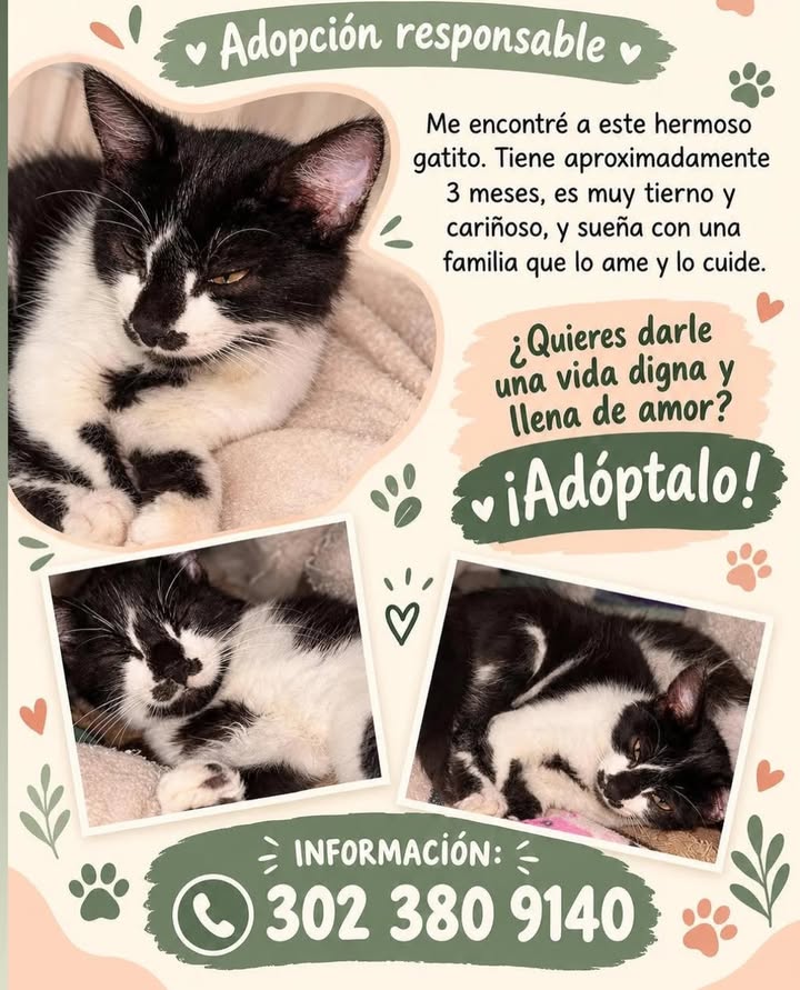 Gatito tierno y cariñoso busca hogar en Pereira 
