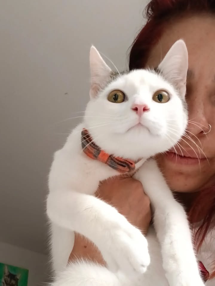 Dino, gato adoptado sin cola en Bogotá 