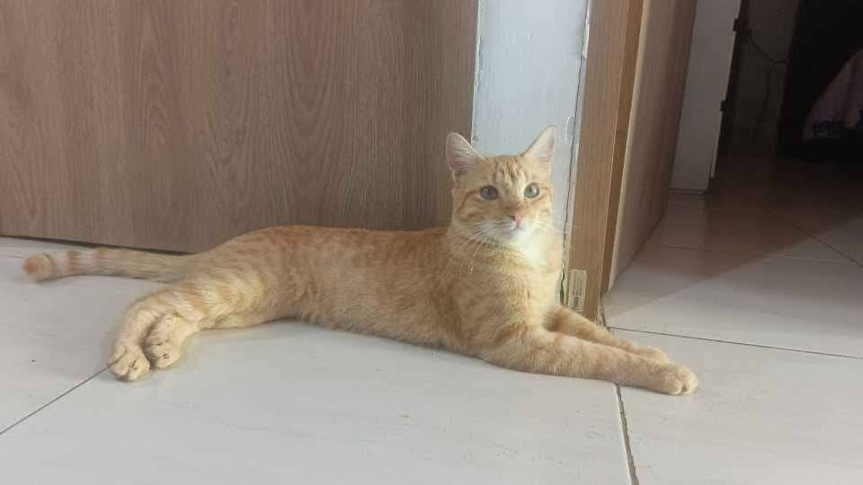 Adopta un gato en Pereira, Risaralda 