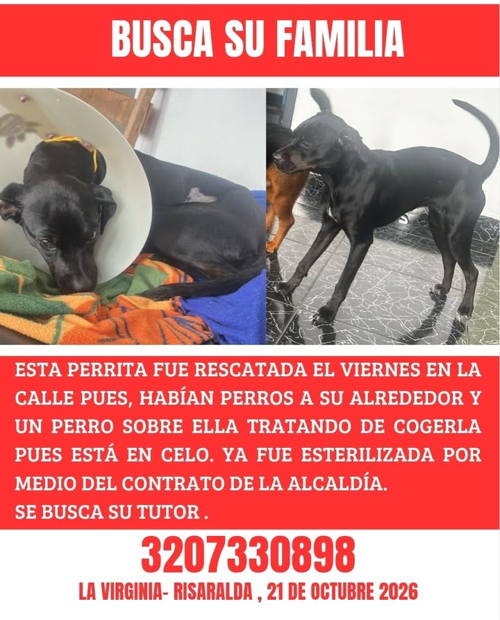 Perra rescatada en La Virginia busca familia 