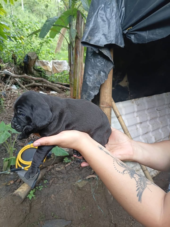 Adopción cachorros y apadrinamiento esterilización perrita en Amagá, Antioquia 