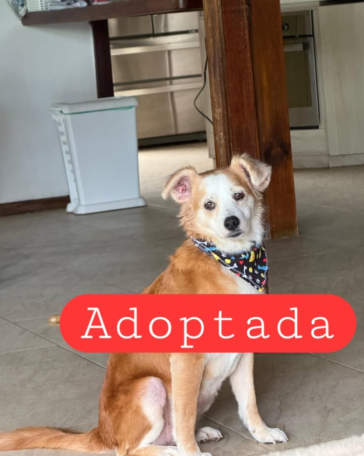 Lola Adoptada en Armenia, Quindío 