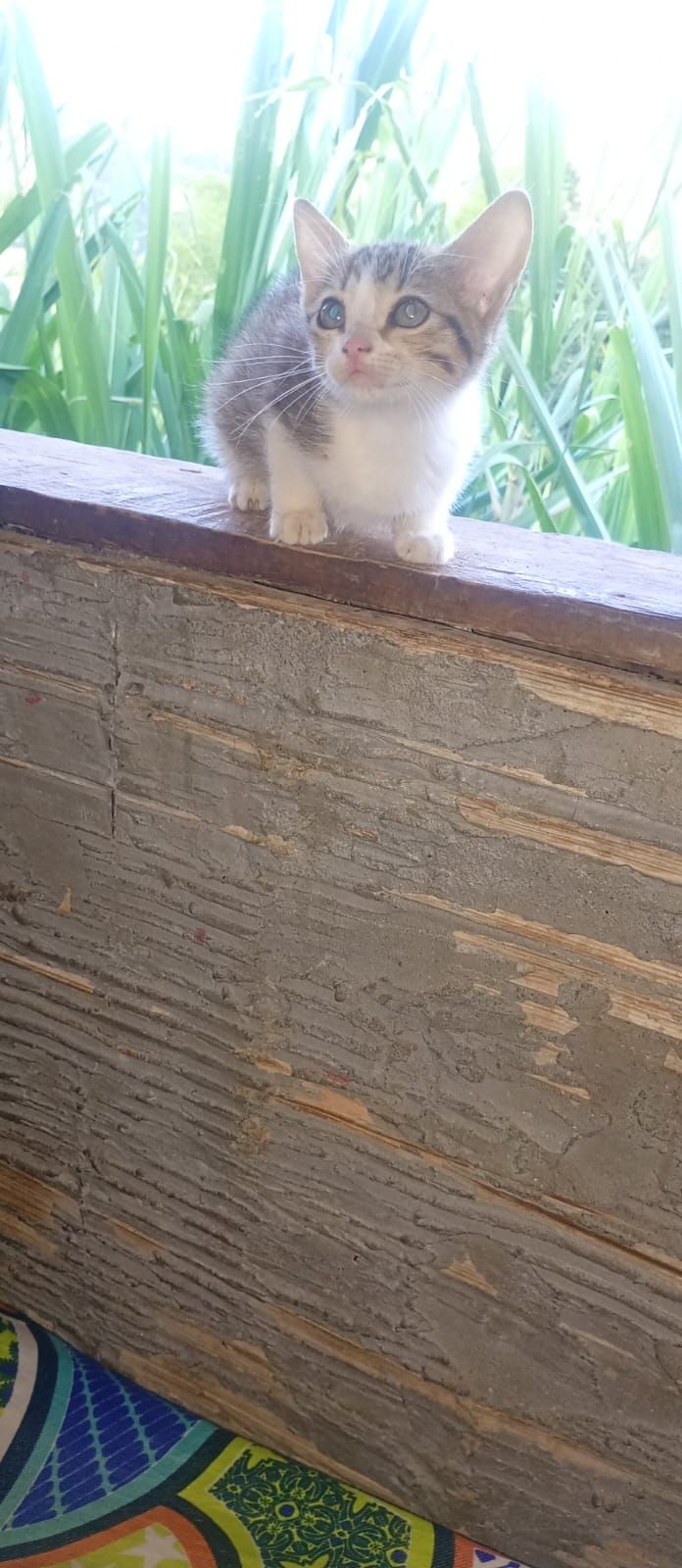 Hermoso gatito en adopción 