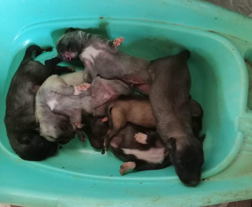 Cachorros de talla mediana en adopción en Santa Ana, Magdalena 