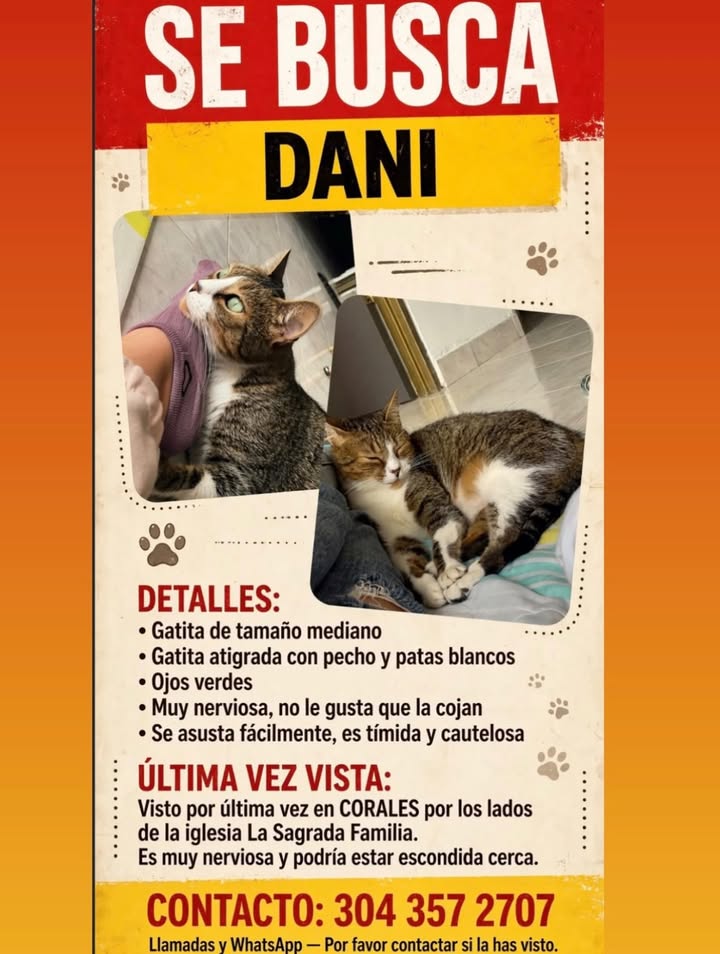 Gato perdido en Corales, Pereira 