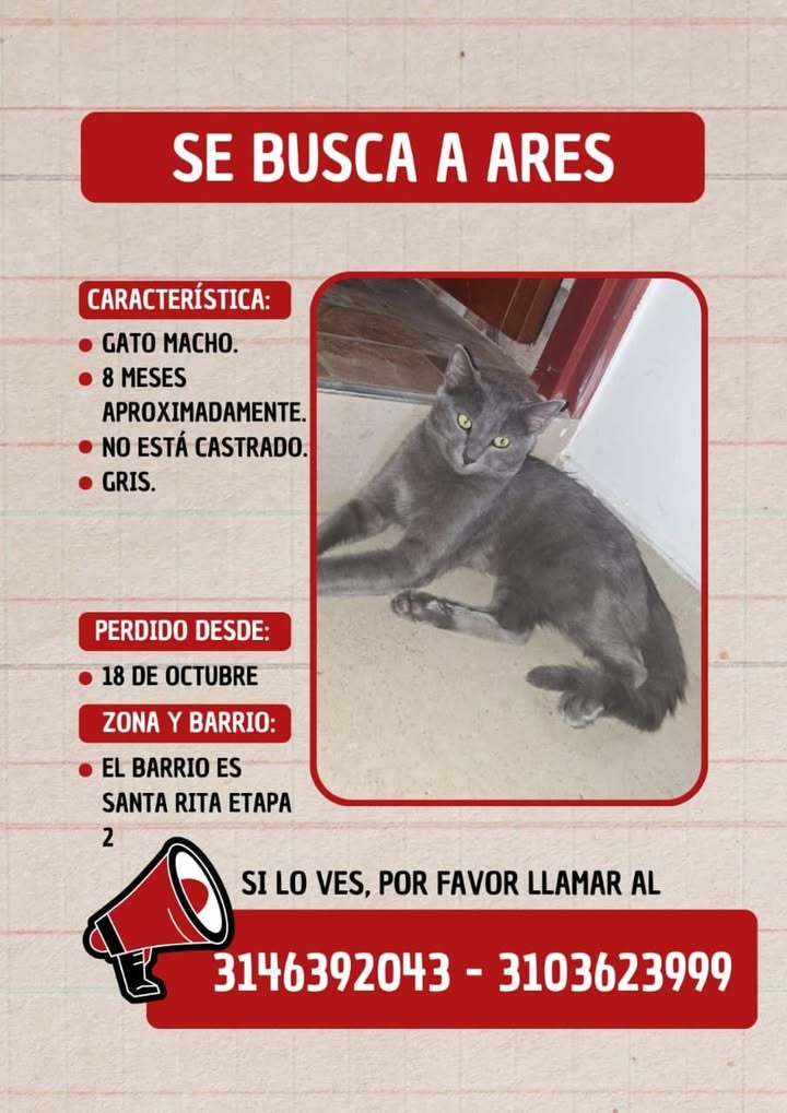 Se busca a Ares, gato macho gris perdido en Tuluá 