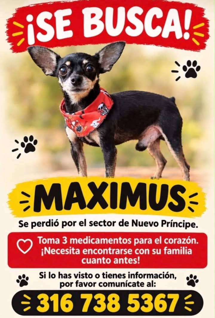 Perro perdido en Tuluá, Valle - Maximus busca su hogar 