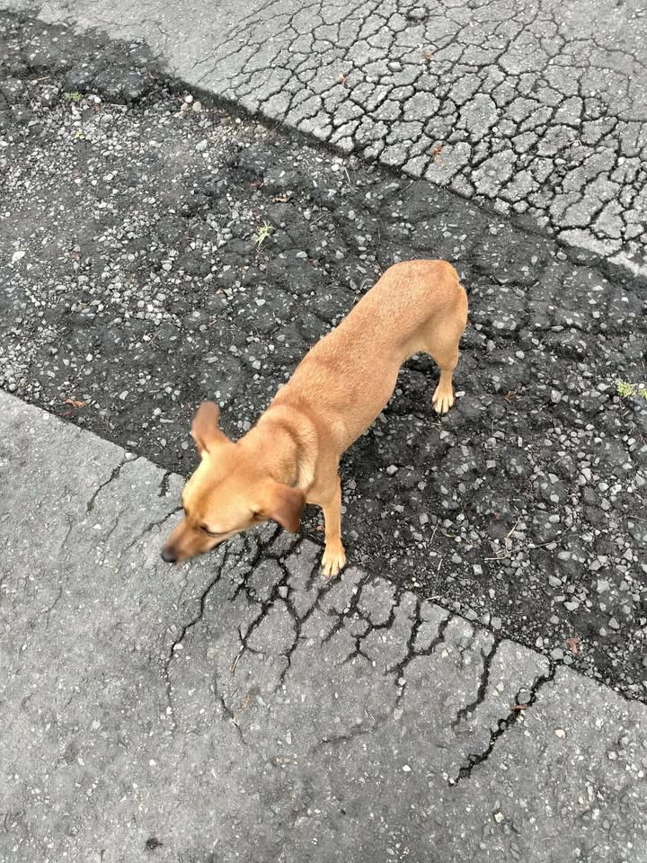 Perrita encontrada en Parque Recreaciones Comfandi de Olas, Tuluá 