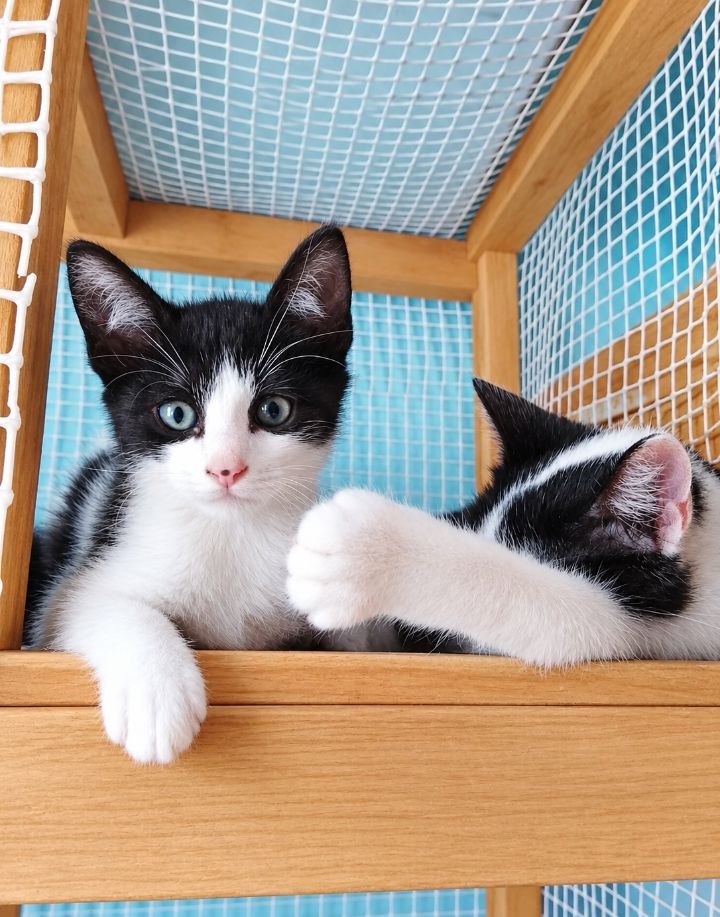 Gatitos en adopción en Neira, Caldas 