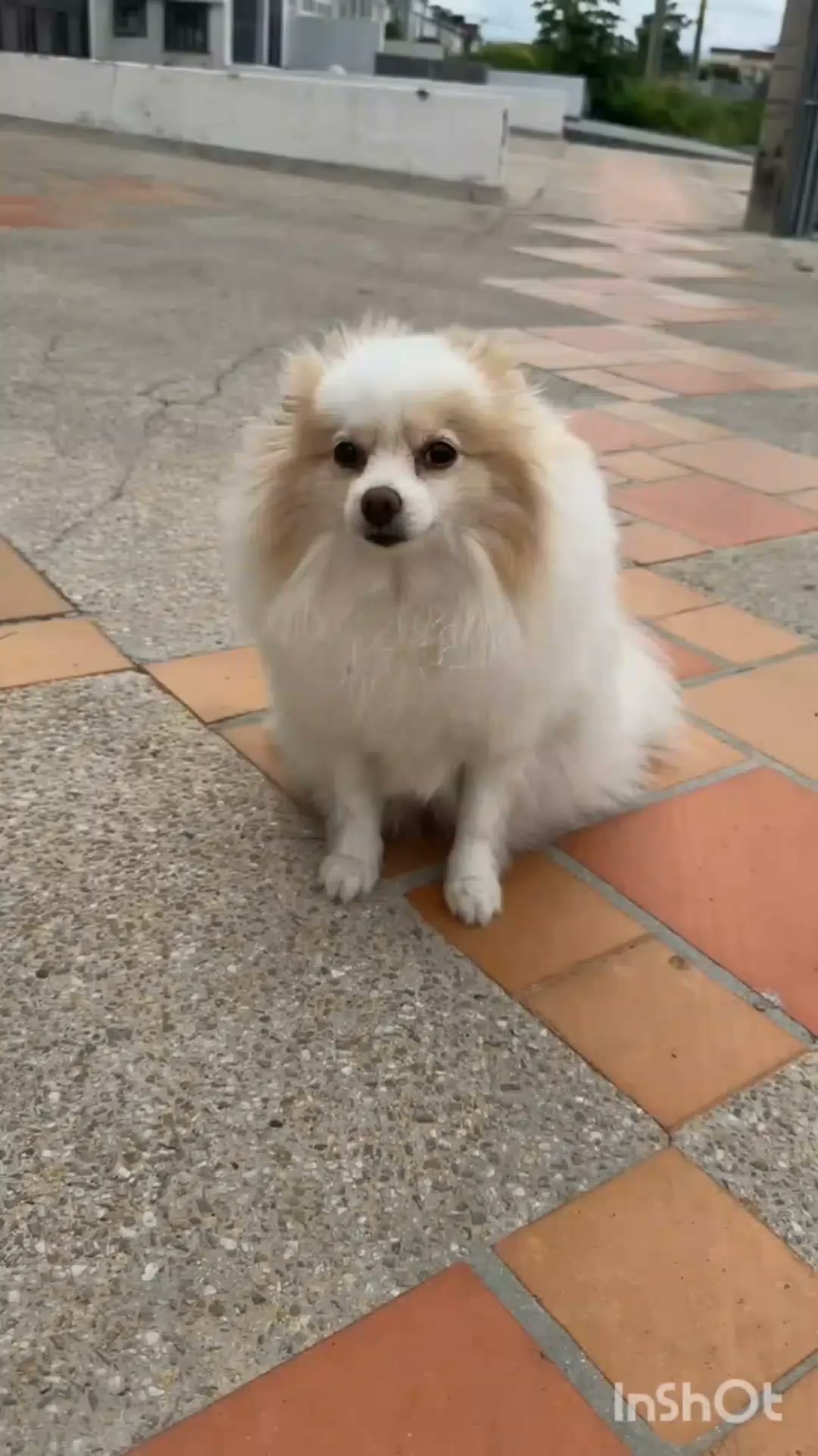Perro Pomerania perdido en Tuluá, Valle 