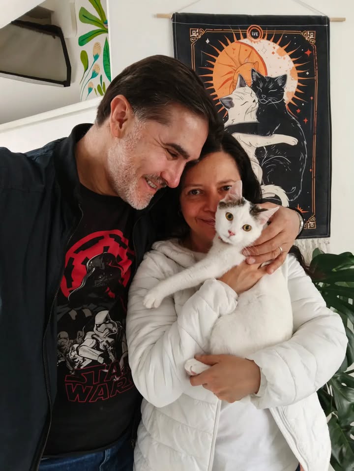 Dino, gato adoptado sin cola en Bogotá 