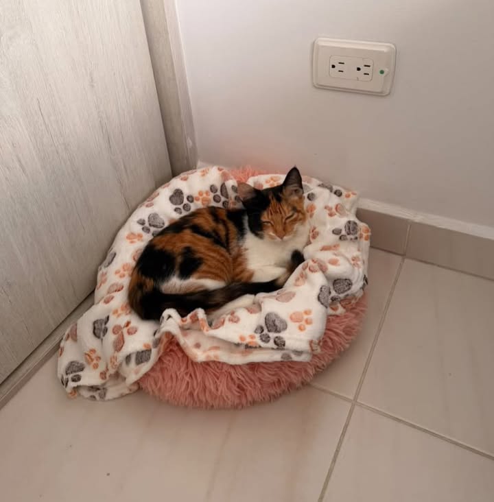 Hembra de 6 meses en adopción en Pereira 