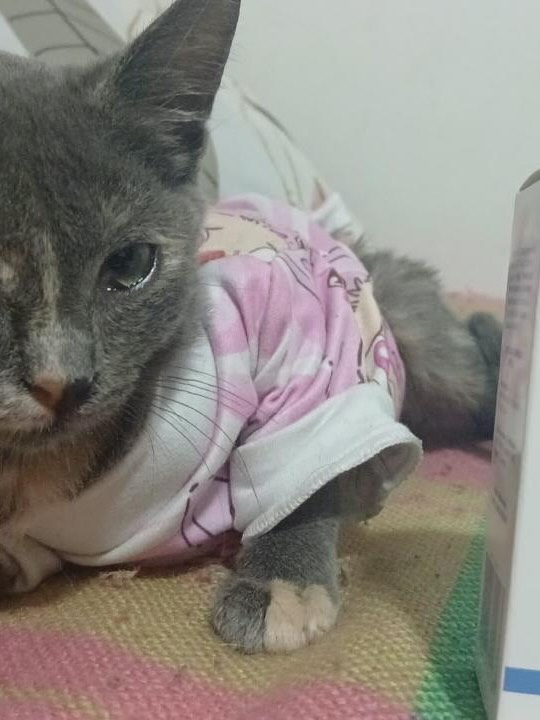 Gatita Sakura en adopción en Pereira, Risaralda 
