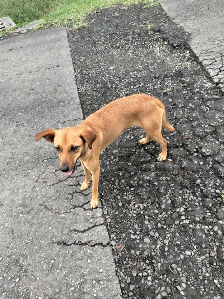 Perrita encontrada en Parque Recreaciones Comfandi de Olas, Tuluá 