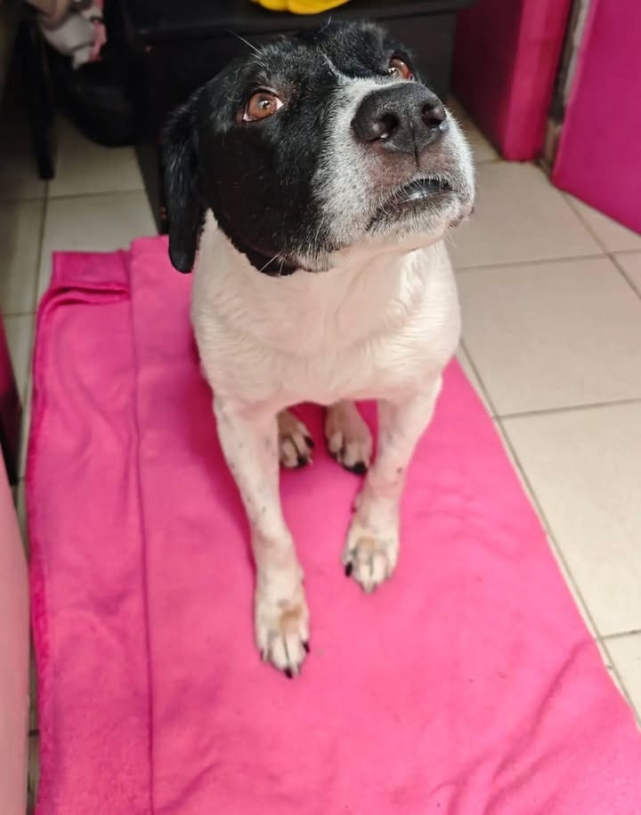 Perro macho noble busca hogar en Pereira 