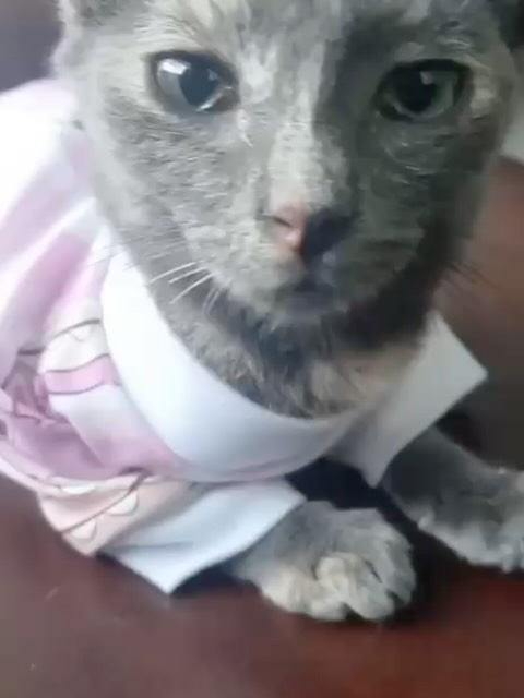 Gata en adopción en Pereira, Risaralda 