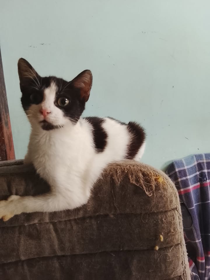Gato blanco y negro perdido en Neira, Caldas 