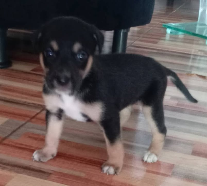 Adopción Perritas Responsables y Amorosas en Pereira 
