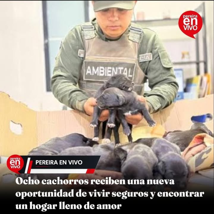 Rescatan 8 cachorros en Cali y buscan adopción 
