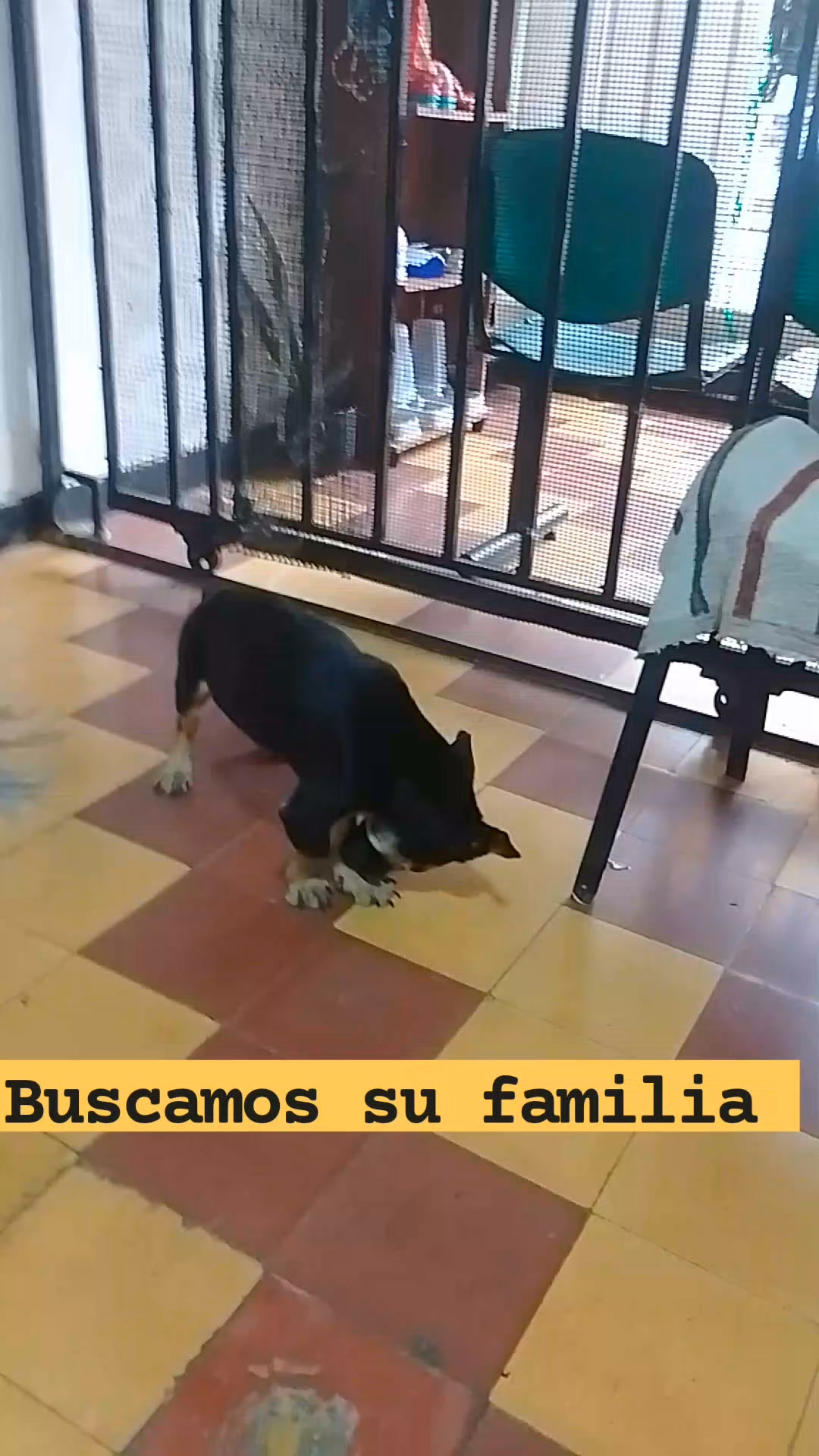 Cachorro pequeño encontrado en Amagá, Antioquia 