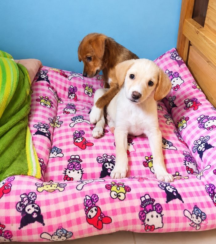 Cachorros juguetones en adopcion en Neira 