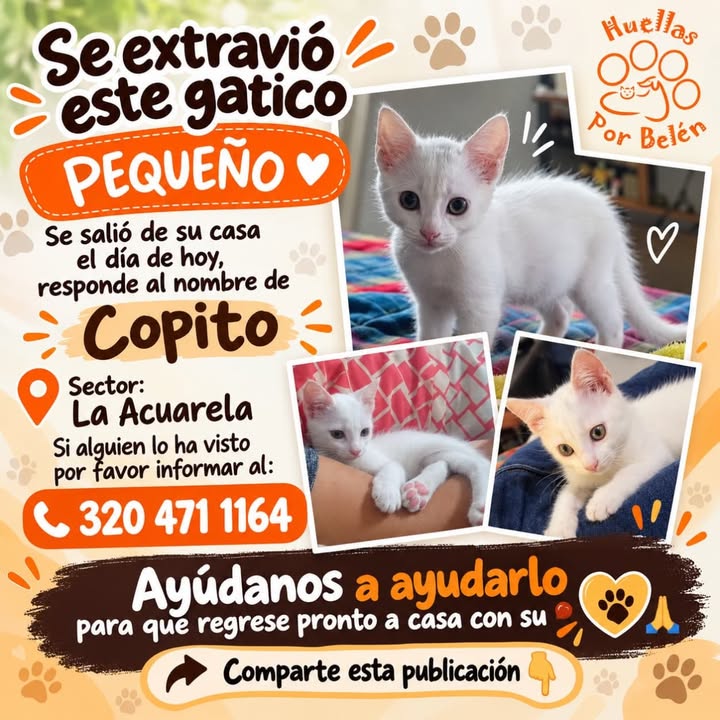 Gatito pequeño Copito extraviado en Pereira 